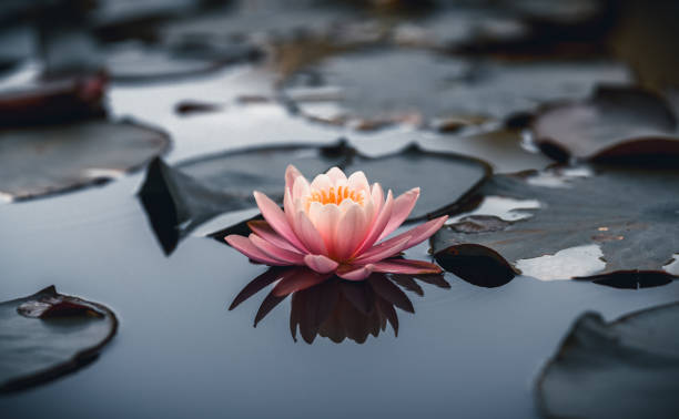 Dhyana